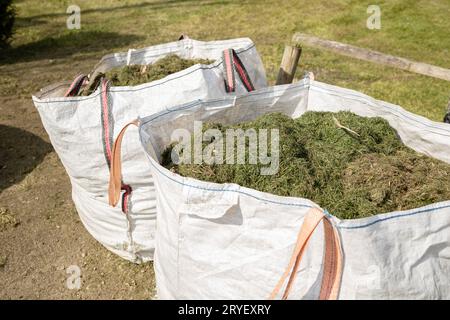 Säcke voller geschnittenem Gras auf dem öffentlichen Park. Gartenpflege Stockfoto