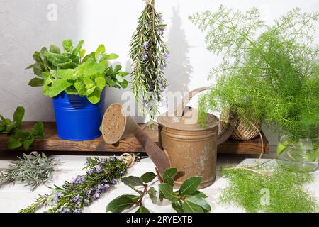 Stillleben von aromatischen Kräutern auf Holztisch und Gießkanne. Rustikaler Stil. Gartenarbeit kulinarische Kräuter Stockfoto