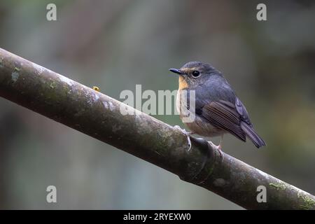 Natur Tierwelt Vogel Arten von Snowy gebräunt Fliegenfänger Barsch auf Zweig, der in Borneo gefunden wird Stockfoto