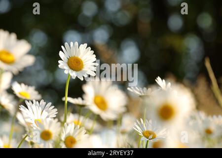 Gänseblümchen Stockfoto