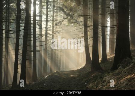 Nadelwald bei Sonnenaufgang Stockfoto