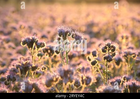 Lacy Phacelia Stockfoto