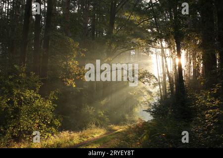 Herbstwald bei Sonnenaufgang Stockfoto