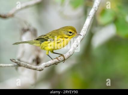 Prairie Warbler sitzt auf einem Ast Stockfoto