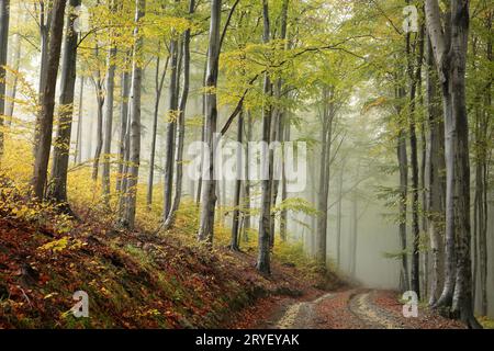 Weg durch den herbstlichen Wald Stockfoto