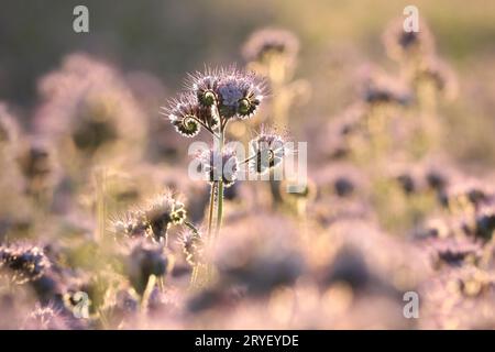 Lacy Phacelia Stockfoto