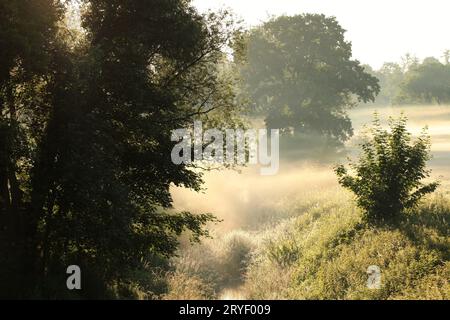 Sonnenaufgang über der Wiese Stockfoto