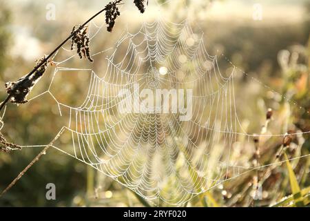 Spinnennetz Stockfoto