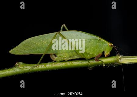 Natur Dschungel Bild von Katydid auf grünen Blättern auf Borneo Island Stockfoto