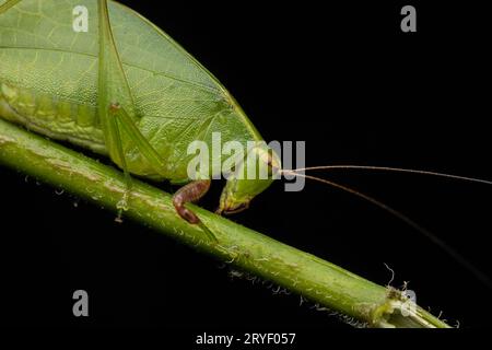 Natur Dschungel Bild von Katydid auf grünen Blättern auf Borneo Island Stockfoto