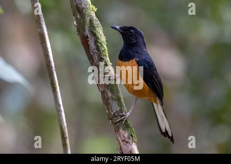 Naturwildbild von White Crown shama auf dem Regenwald-Dschungel in Borneo Island. Stockfoto