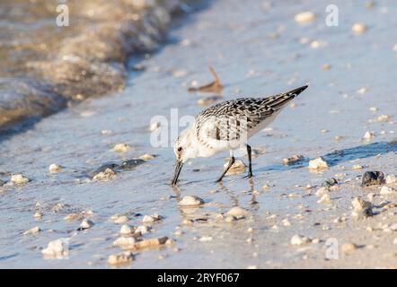 Ein sanderling, der sich am Strand am Ufer des Wassers ernährt Stockfoto