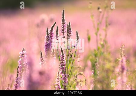 Blutweiderich Stockfoto