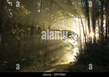 Nebelwald bei Sonnenaufgang Stockfoto