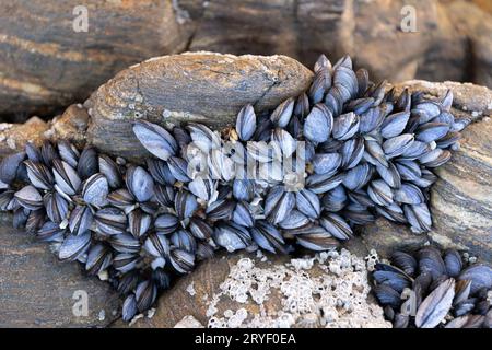 Gruppe von Wildmuscheln auf Felsen, die bei Ebbe natürlich auf Strandgestein wachsen. Mytilus edulis Stockfoto