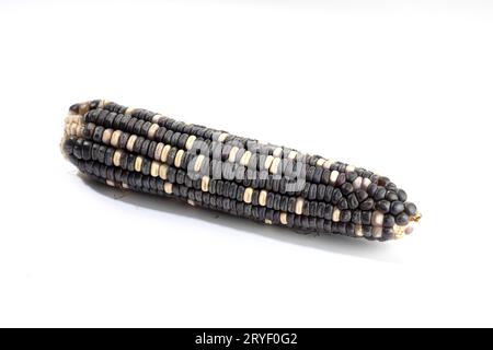 COB von weißem und violettem Mais isoliert auf weißem Hintergrund. Roher Mais Stockfoto