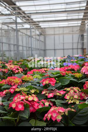 Rosa Hortensie hortensia Blüten im Gewächshaus Stockfoto