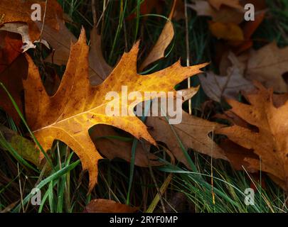 Herbstliche Eichenblätter mit Regentropfen im Gras Stockfoto