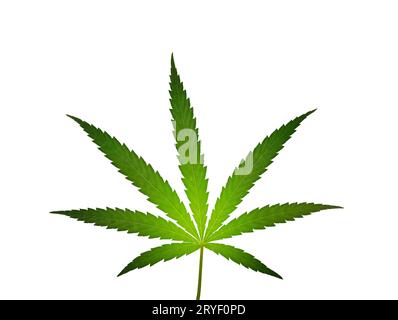 Ein frisches grünes Cannabisblatt isoliert auf weiß Stockfoto