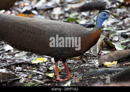 Naturbild des Großen Argus im tiefen Dschungel in Sabah, Borneo Stockfoto