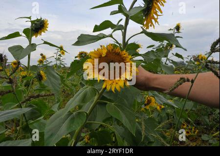 Ernteschäden durch Schädlingsbefall auf dem Maisfeld Stockfoto