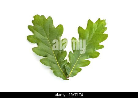 Junge Eichenblätter isoliert auf weißem Hintergrund. Quercus-Blatt Stockfoto