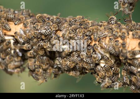 Wabe mit westlichen Honigbienen Stockfoto