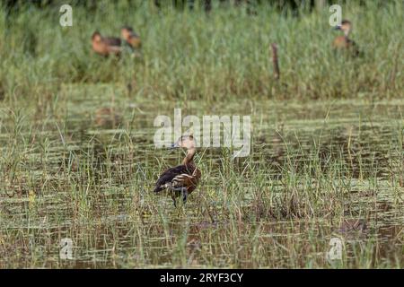 Natur Wildtiere pfeifen Enten chillen Stockfoto