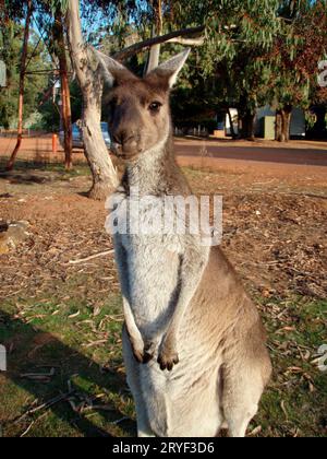 Kängurumutter mit Kind in australien Stockfoto