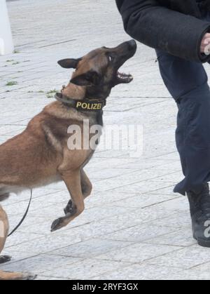 Ein ausgebildeter K9-Polizeihund Stockfoto