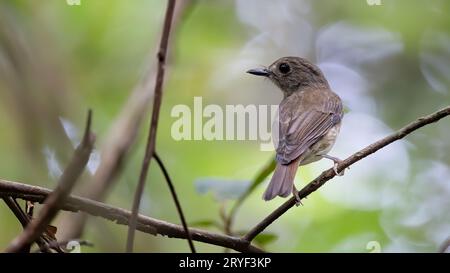 Jungle-Flycatcher (Rhinomyias olivacea) Borneo Island. Stockfoto