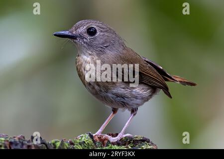 Jungle-Flycatcher (Rhinomyias olivacea) Borneo Island. Stockfoto