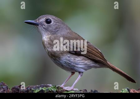 Jungle-Flycatcher (Rhinomyias olivacea) Borneo Island. Stockfoto