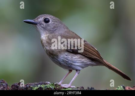 Jungle-Flycatcher (Rhinomyias olivacea) Borneo Island. Stockfoto