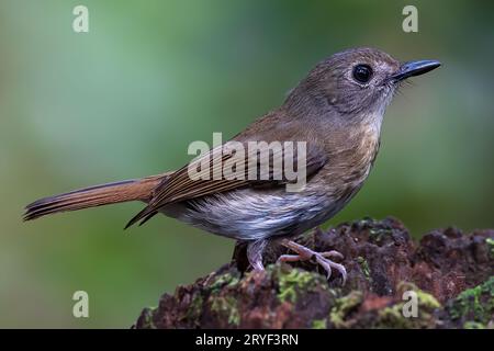 Jungle-Flycatcher (Rhinomyias olivacea) Borneo Island. Stockfoto