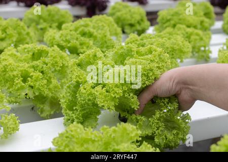 Lady Hand Holding Organic Hydroponic Butterhead Blatt Salat Gemüse Plantage im Aquaponik-System Stockfoto