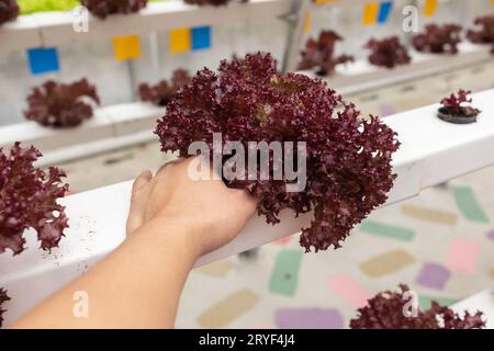 Die Handhaltung der organischen hydroponischen Blattsalatgemüse-Plantage im Aquaponik-System Stockfoto