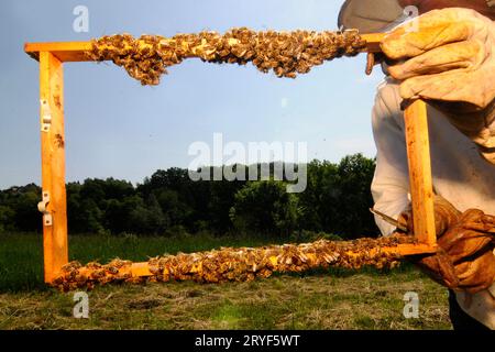 Wabe mit westlichen Honigbienen Stockfoto