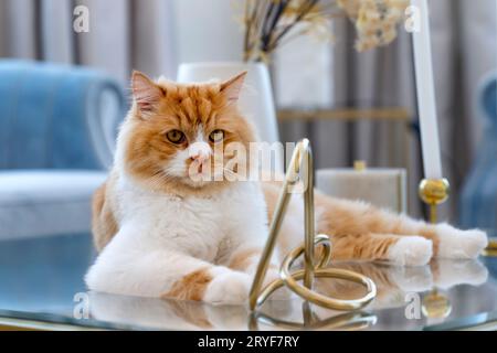 Niedlicher Ingwer mit weißer Brustkatze sitzt stolz auf dem Glastisch im Wohnzimmer zu Hause Stockfoto