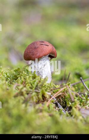 Pilze, die in Moos im Wald wachsen. Wunderschöne Herbstpflanze. Essbare Leccinum-Pilze, rohe Lebensmittel. Vegetarisch na Stockfoto