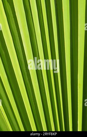 Extreme Nahaufnahme Textur von Green palm leaf Venen Stockfoto
