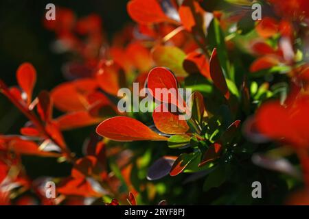 Nahaufnahme roter Herbstlaub berberis im Hinterlicht Stockfoto