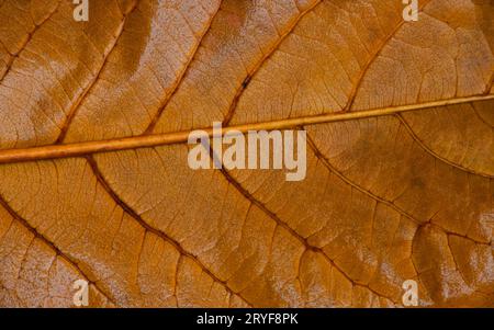 Feuchtes orangefarbenes Herbstblatt mit Venen-Textur Stockfoto