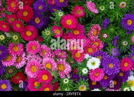 Nahaufnahme des Hintergrunds mit bunten Chrysanthemen-Blumen Stockfoto