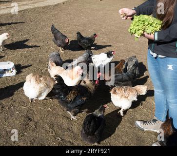 Hühnchen ohne Käfig oder Freilandhaltung Stockfoto