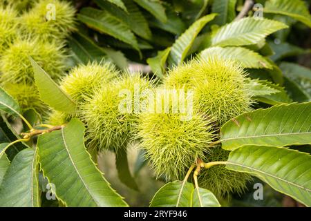 Süße Kastanienschalen und Blätter wachsen auf Kastanienbaum. Castanea sativa Stockfoto