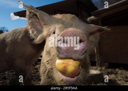 Fütterung von Schweinen auf einem Bauernhof Stockfoto