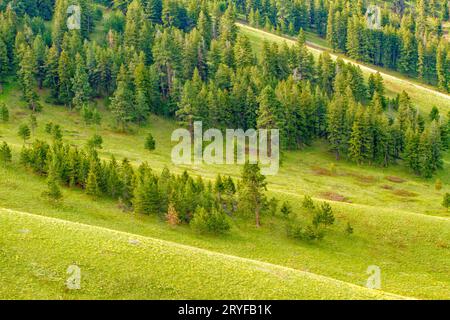 National Bison Range, Montana, USA. Palouse Prairie Grasland auf steilen Hügeln. Stockfoto