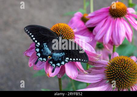 Woodland Park Zoo, Seattle, Washington, USA. Spicebrush-Schmetterling auf Coneflower Magnus-Blumen im Schmetterlingshaus Stockfoto