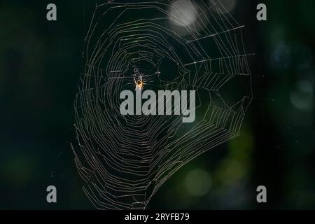 Issaquah, Washington, USA. Kreuzspinne in der Mitte ihres Spinnennetzes. Stockfoto